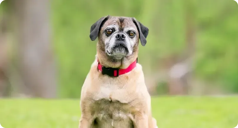 Tan and black pug with a red collar sitting on green grass.