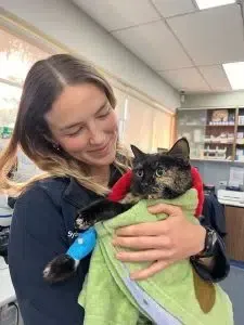 Woman holding a cat wrapped in a towel. The cat has a bandage on its leg. Inside a vet's office.