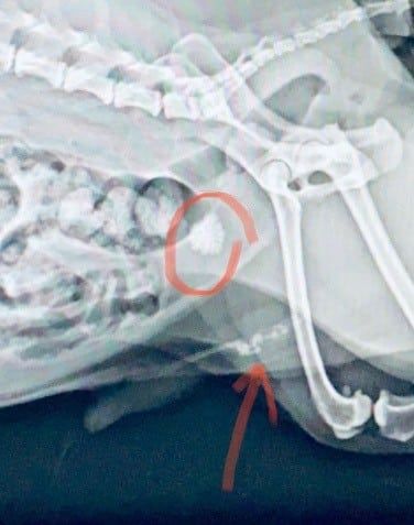 X-ray of a cat. Red circle highlights a mass near the pelvis. Arrow points to a bone.