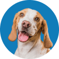 Beagle dog with brown and white fur, smiling with tongue out, against a blue background.