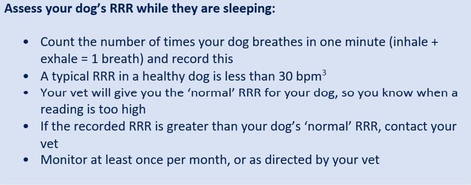 Instructions for assessing a dog's RRR (Respiratory Rate and Rhythm) while sleeping, including counting breaths and contacting vet.