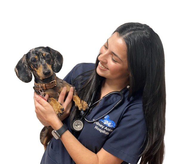 Veterinarian holding a dachshund. She smiles, wearing scrubs and stethoscope. The dog has mottled fur and a brown collar.
