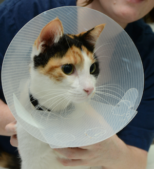 LUNA.png Calico cat wearing a plastic cone collar, being held by a person.