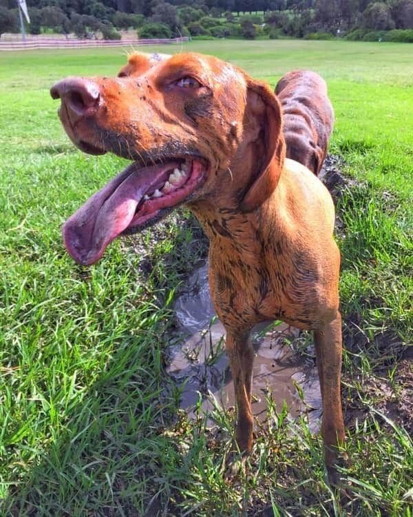 Leptospirosis Update August 2020