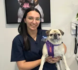 Veterinarian in blue scrubs holds a pug wearing a purple harness. A dog portrait hangs behind them.