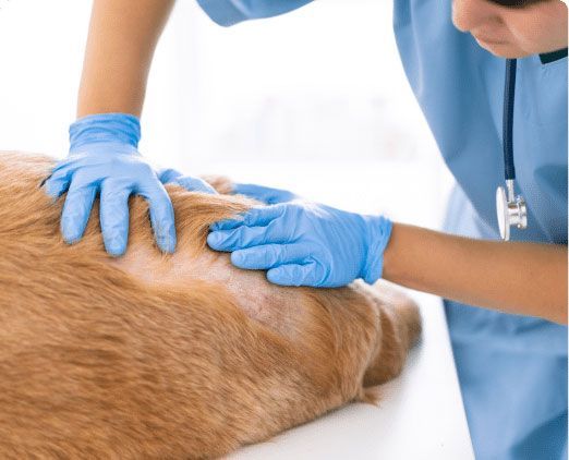 Veterinarian in blue scrubs and gloves examining a brown dog's fur, likely checking for skin issues.