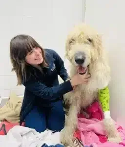 Woman petting a large, fluffy dog with a bandaged leg indoors, both smiling.