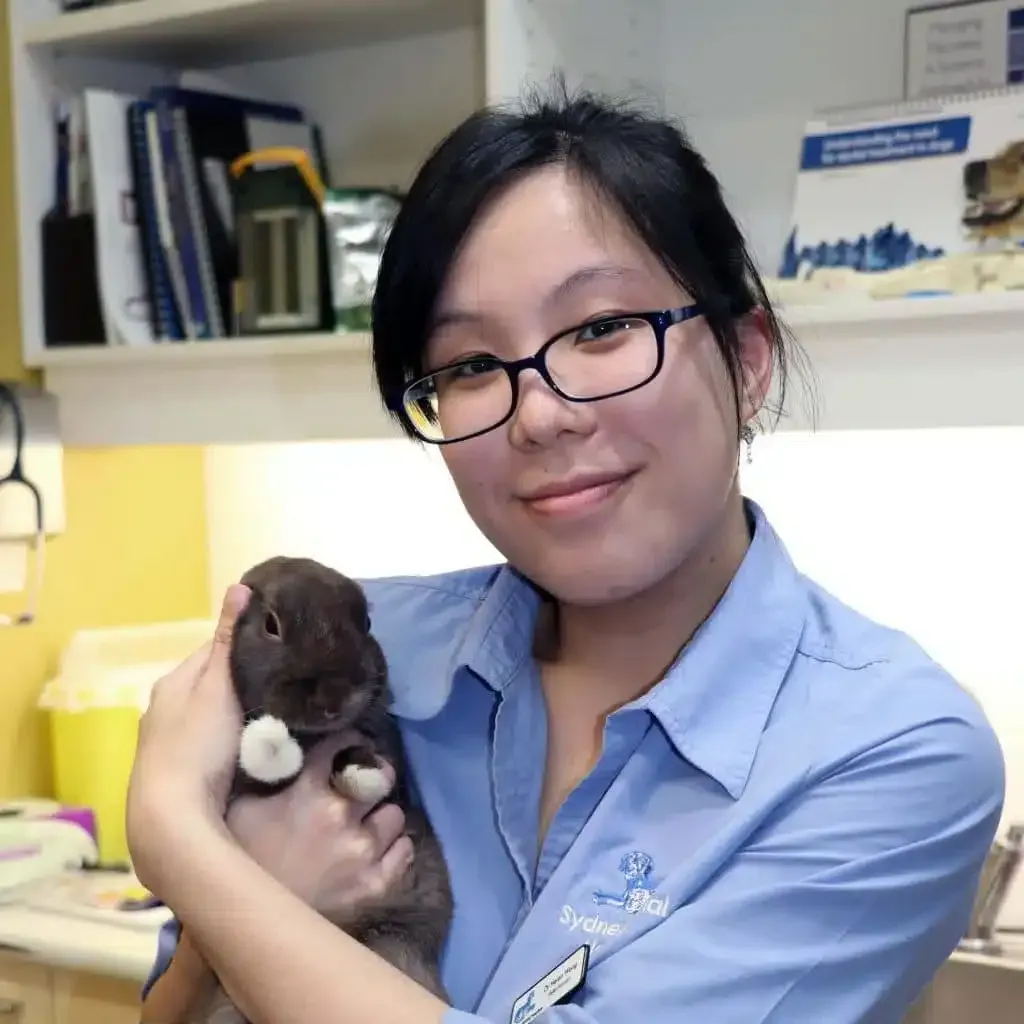 Veterinarian in blue shirt holding a gray bunny with white paws, smiling in an office setting.