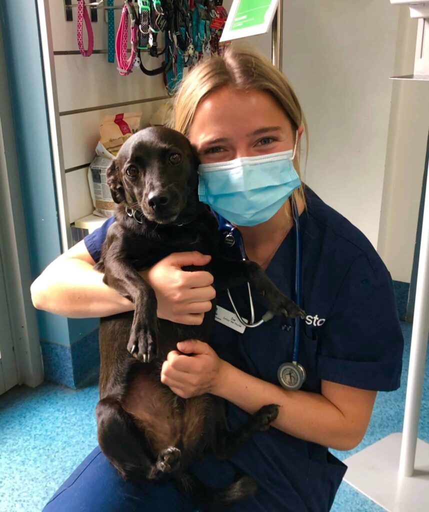Dogs and face masks blog
