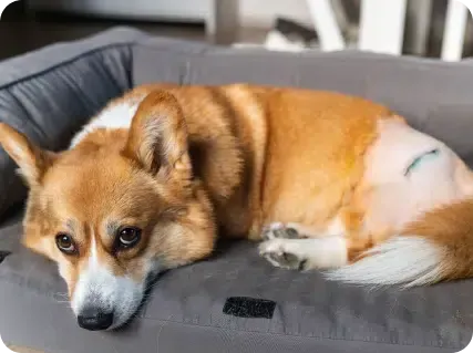 Corgi dog rests on a gray bed, with a shaved patch and blue markings on its leg.