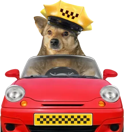 Dog wearing taxi cap driving a red toy car.