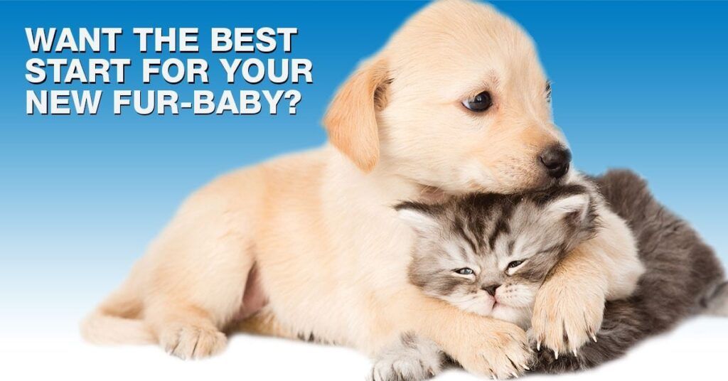 Starting the year with a new puppy or kitten!
