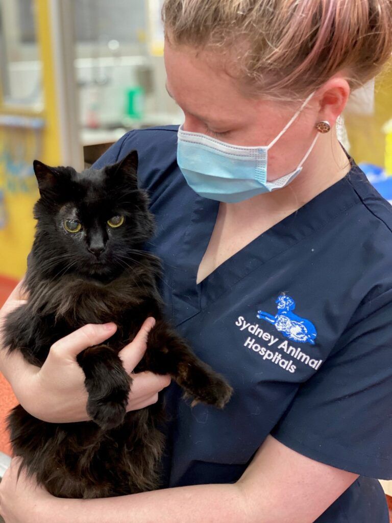 Veterinarian in blue scrubs holds a black cat in a hospital setting. The cat has a concerned look.