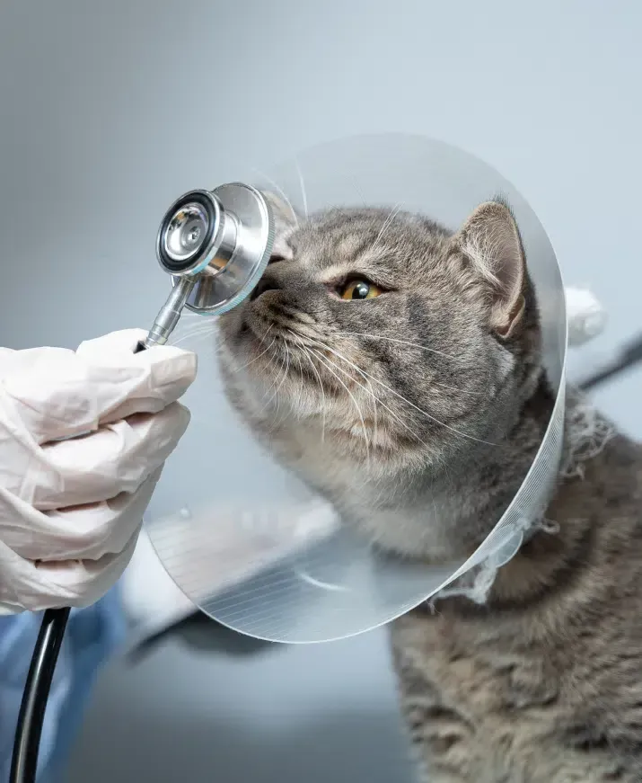 Grey cat in a cone sniffing a vet's stethoscope