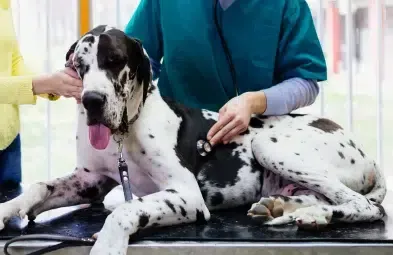 Great Dane at a vet's office, being examined by a person wearing teal scrubs.