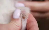 A hand holds a white fluffy paw with a tick attached.