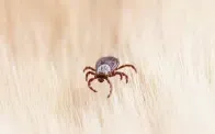 Tick on light-colored fur, dark body, eight legs.