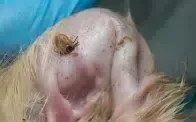 Tick on animal skin; close-up shows a brown tick attached to pale fur and skin.