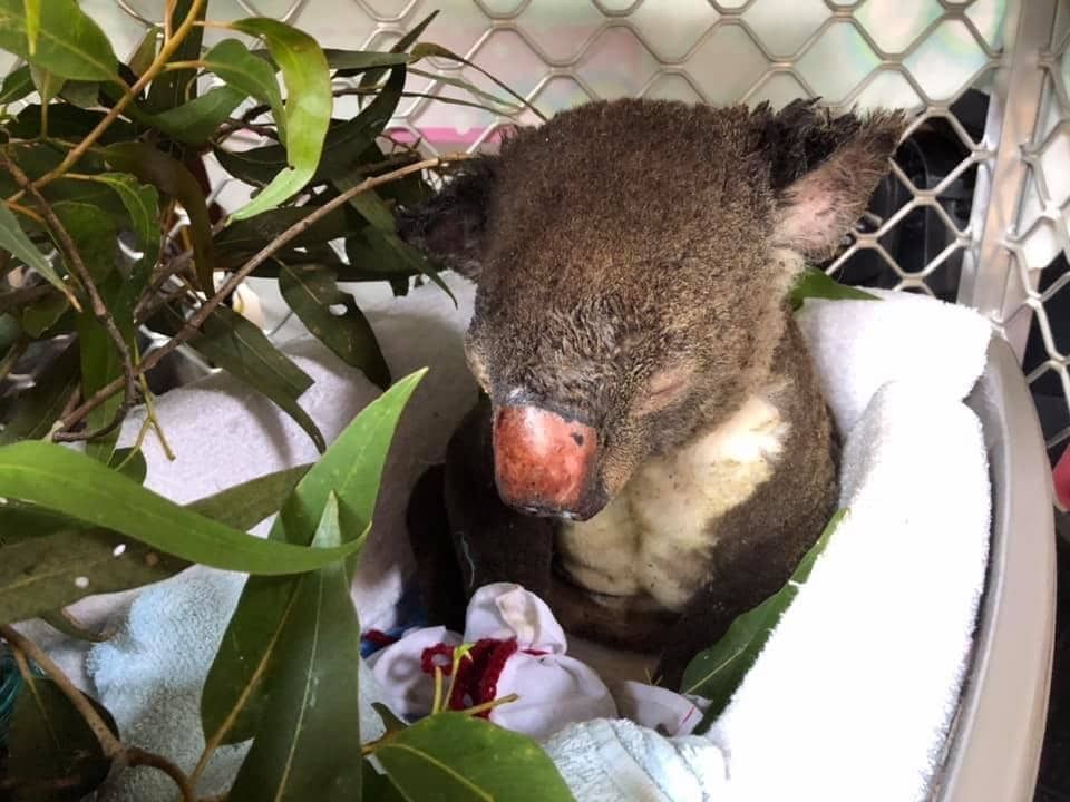 Sydney Animal Hospitals with World Vets Bushfire Disaster Relief