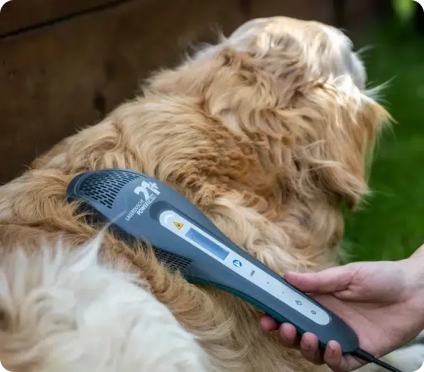 Hand holding a grey medical device on the back of a golden retriever; outdoors.