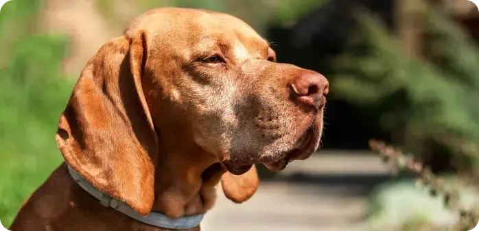 A Vizsla dog with short brown fur, looking right with closed eyes, outdoors with blurred greenery.