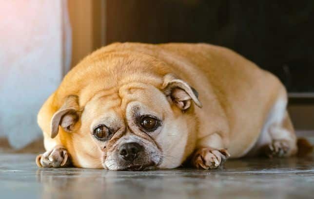 Why Ticks Are Dangerous and How to Prevent Them on Pets