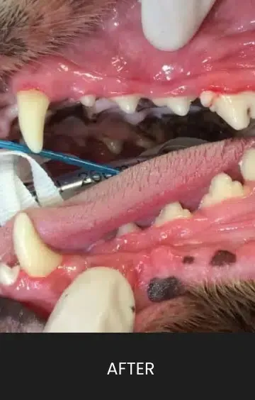 Dog's mouth with clean teeth; dark spots on gums after dental procedure. 