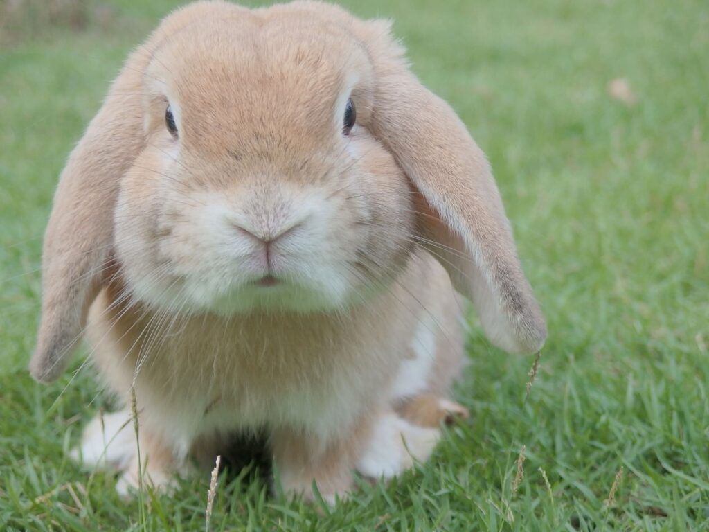 All About Rabbits