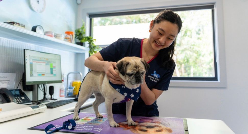 A vet checking dog for possible pet's surgery options