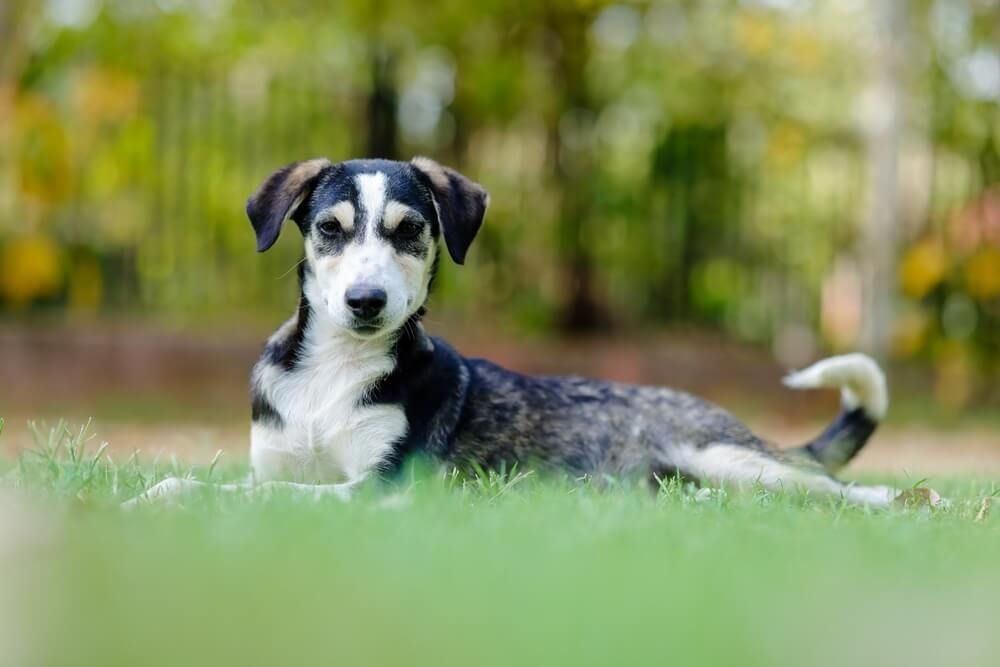 How to Detect and Manage Arthritis in Pets