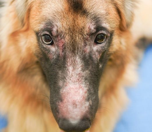 German Shepherd with irritated skin around the eyes and nose.