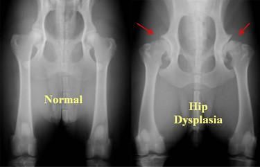 PennHIP Radiographs by Dr Markus Mander