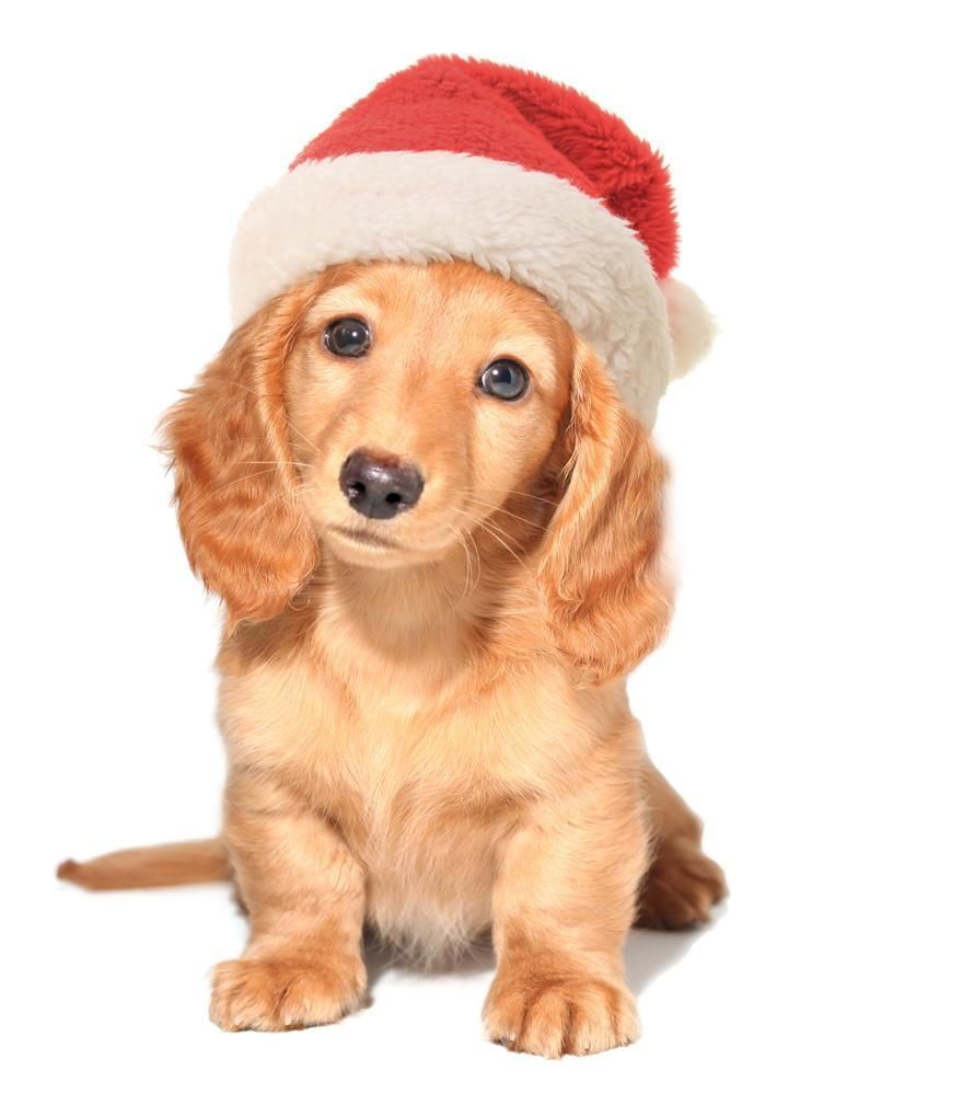 Dachshund puppy wearing a Santa hat, sitting and looking forward with a slight head tilt.