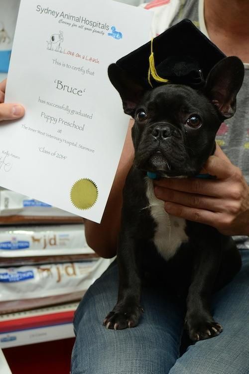 Training our puppies to be social by Dr Sam Haynes