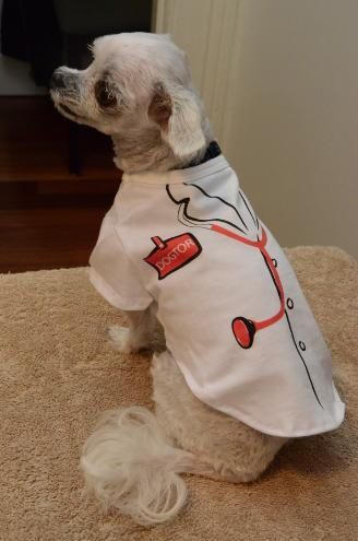 Dog Clothing &ndash; More that just stylish by Dr Anne Fawcett
