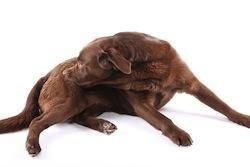 How are skin conditions in my pet diagnosed? by Dr Anne Fawcett