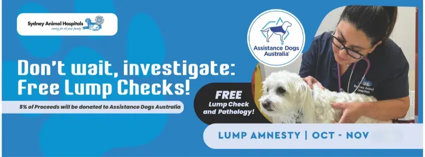 Advertisement for free lump checks for dogs. A veterinarian examines a small white dog.