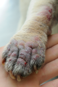 pug-foot.png Dog paw with red, irritated skin held in a person's hand.