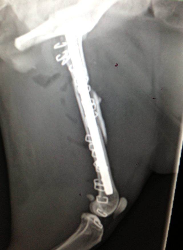 screen-shot-2013-05-20-at-104247-am.png X-ray of a dog's leg with a metal plate and screws used for bone fracture repair.