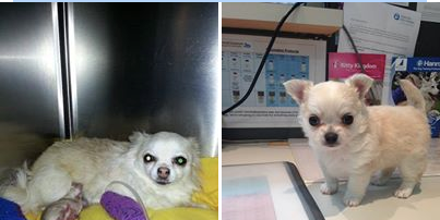 Two Chihuahuas: one lying down in a cage, one standing near a desk.