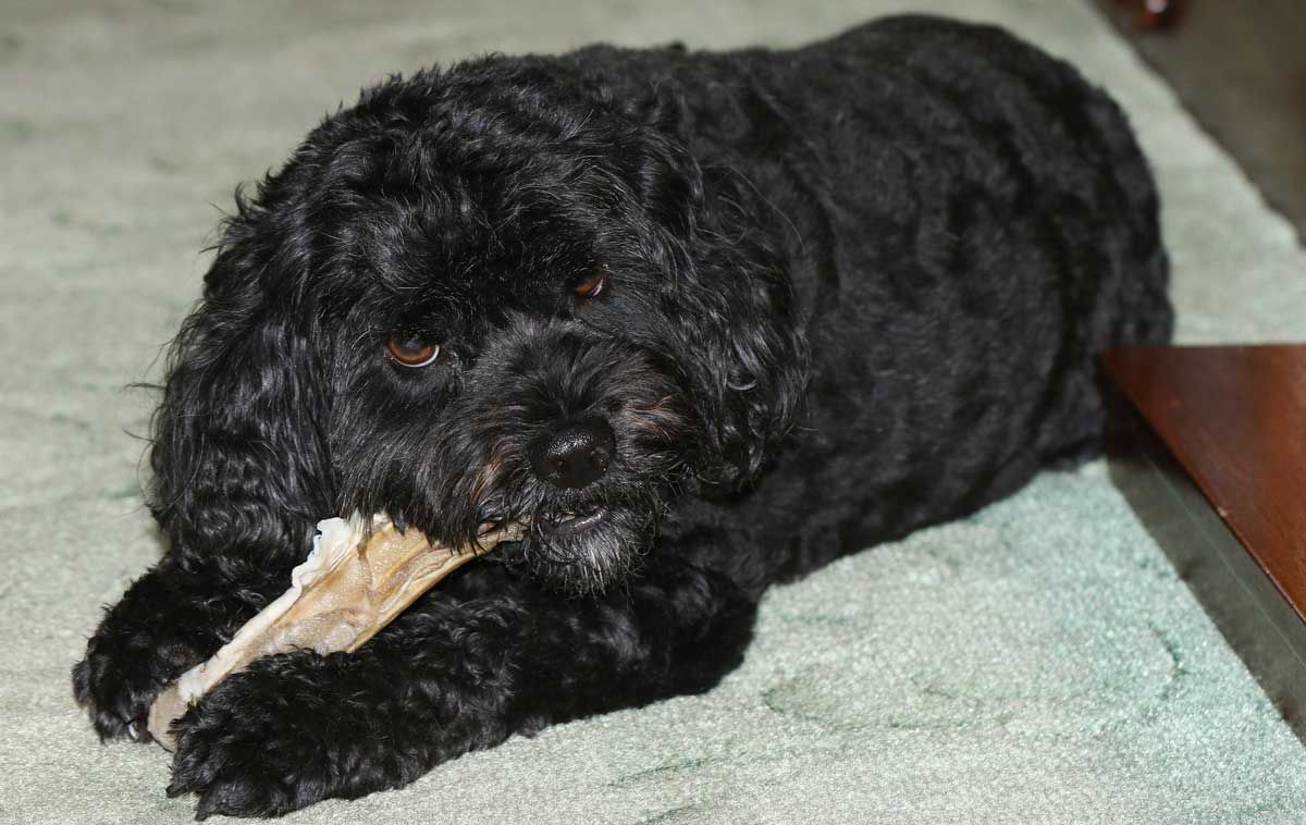 A Cavoodle chewing on dental stick