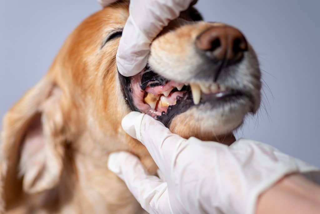 Gum Disease in Dogs
