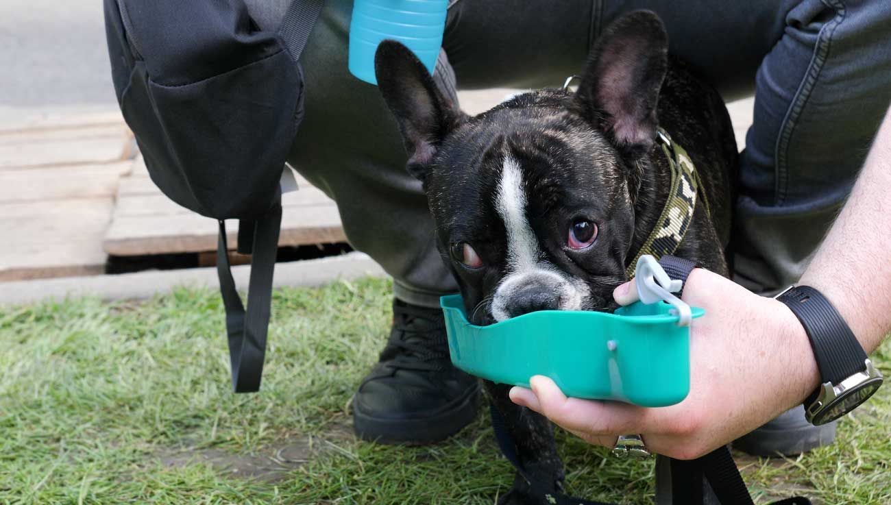 A French Bulldog drinking out of a water bowl