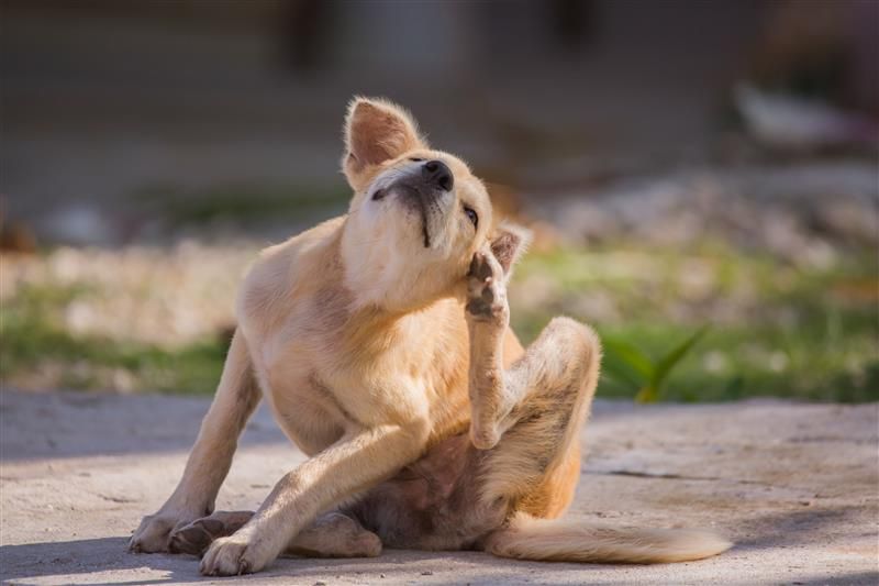 Flea and Tick Prevention for Pets: How to Keep Your Furry Friend Safe