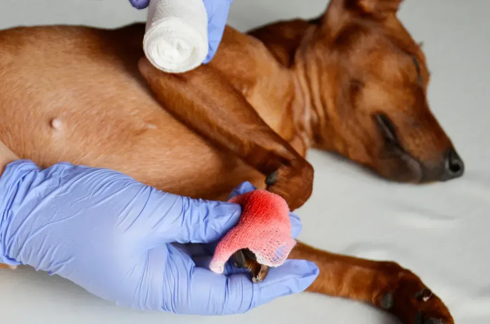 A bloody dog's paw wrapped in a bandage