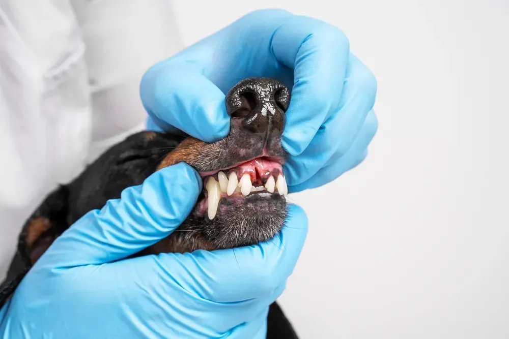 A vet checking a dog's open mouth