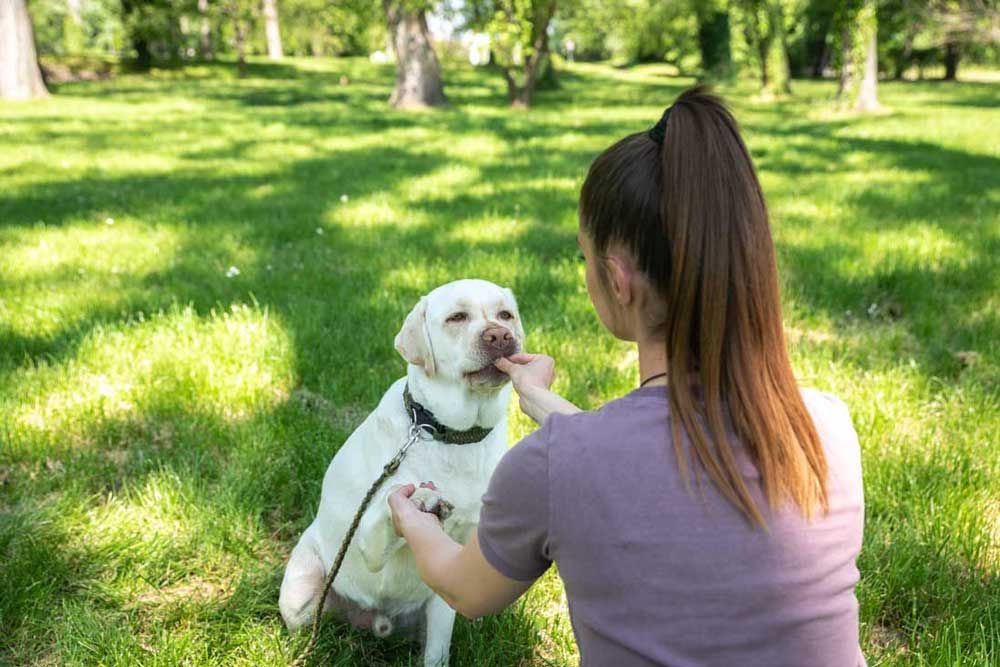 Woman training a yellow Labrador Retriever in a park using treats — Lab obedience training outdoors
