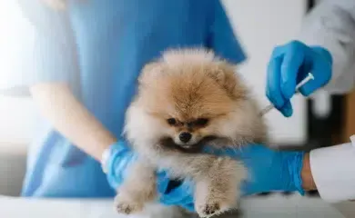 Pomeranian puppy receiving a vaccination from a veterinarian in a clinic setting.