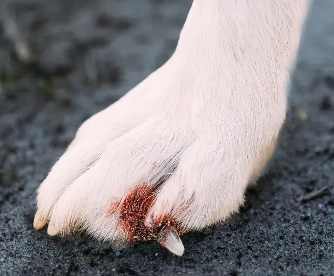 A bleeding, broken nail on a dog