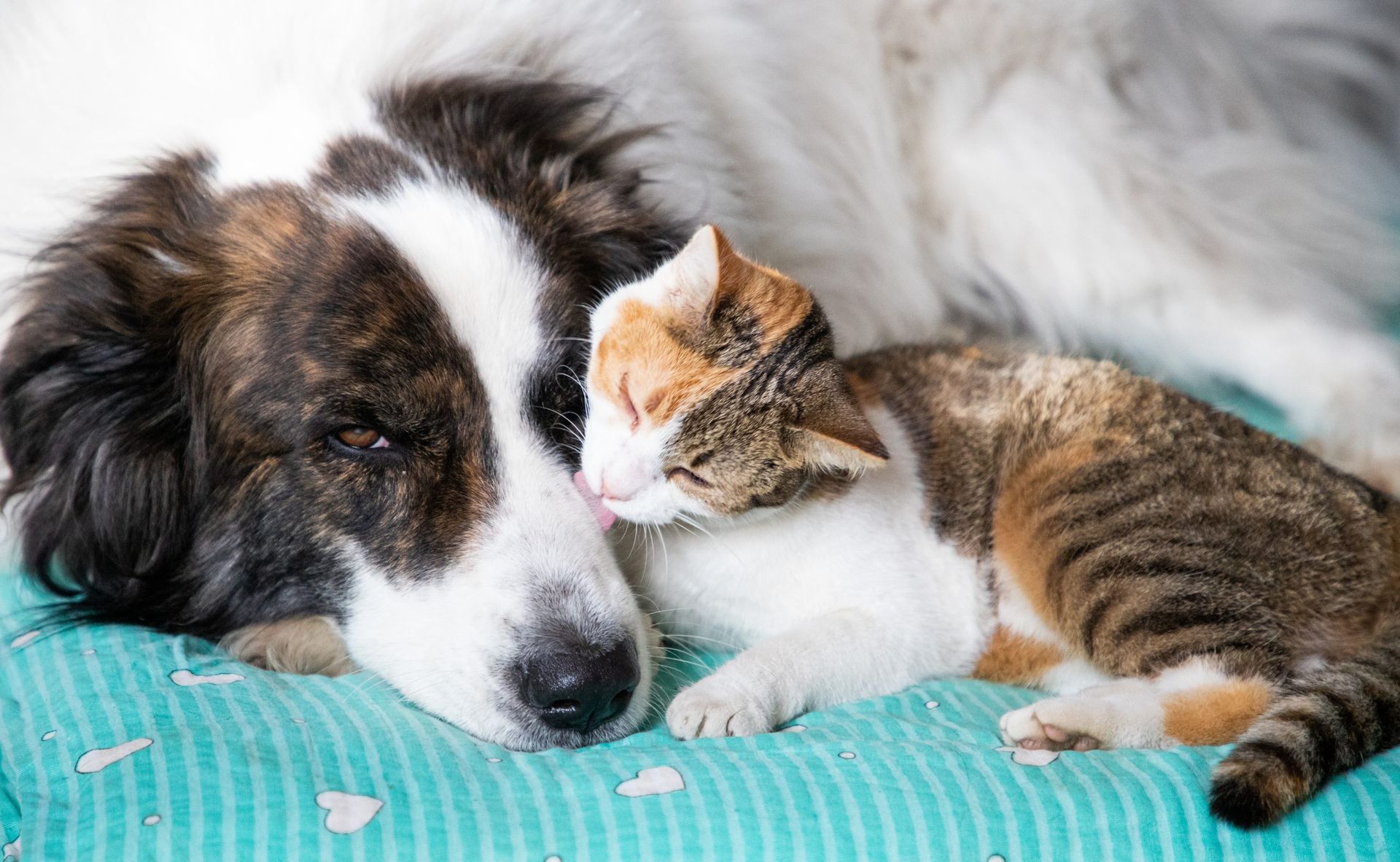 Dog and cat cuddling together; dog's head rests on a blue blanket next to the calico cat.